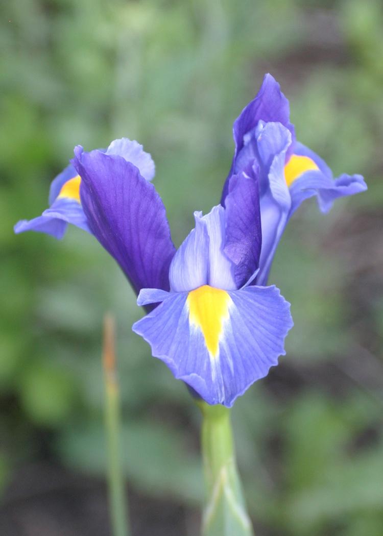 Photo of Dutch Iris (Iris x hollandica 'Blue Magic') uploaded by Lyshack