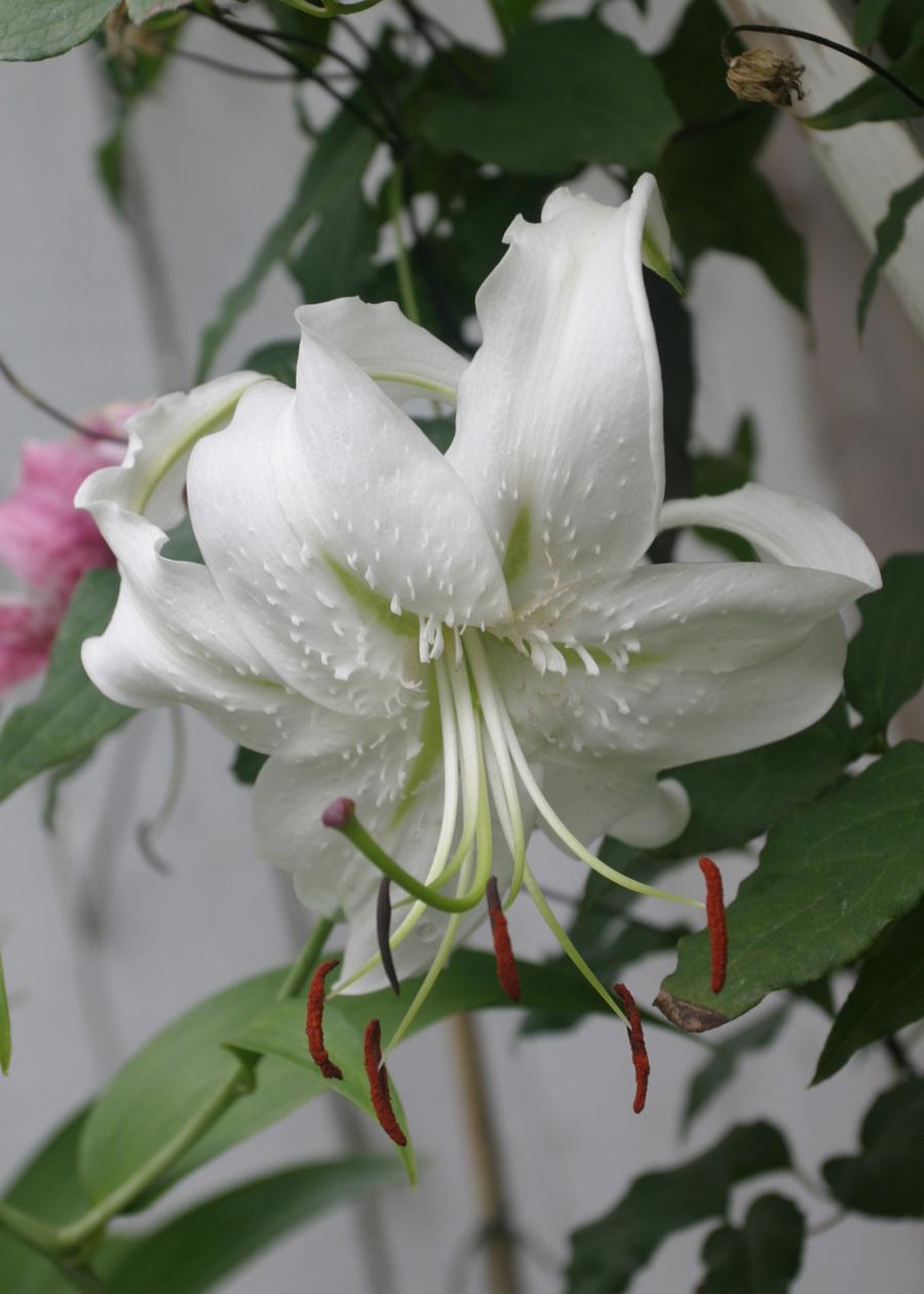Photo of Lily (Lilium speciosum 'Album') uploaded by Lyshack