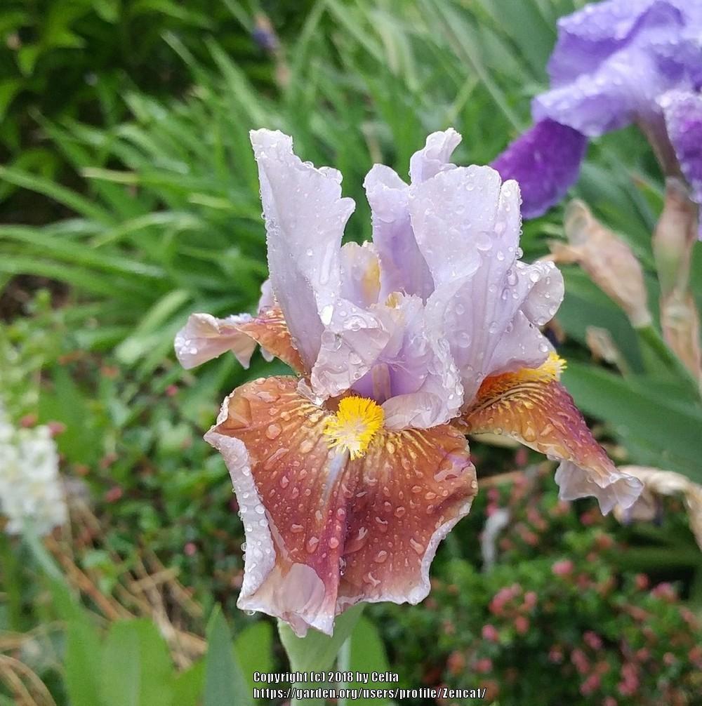 Photo of Intermediate Bearded Iris (Iris 'Man's Best Friend') uploaded by Zencat