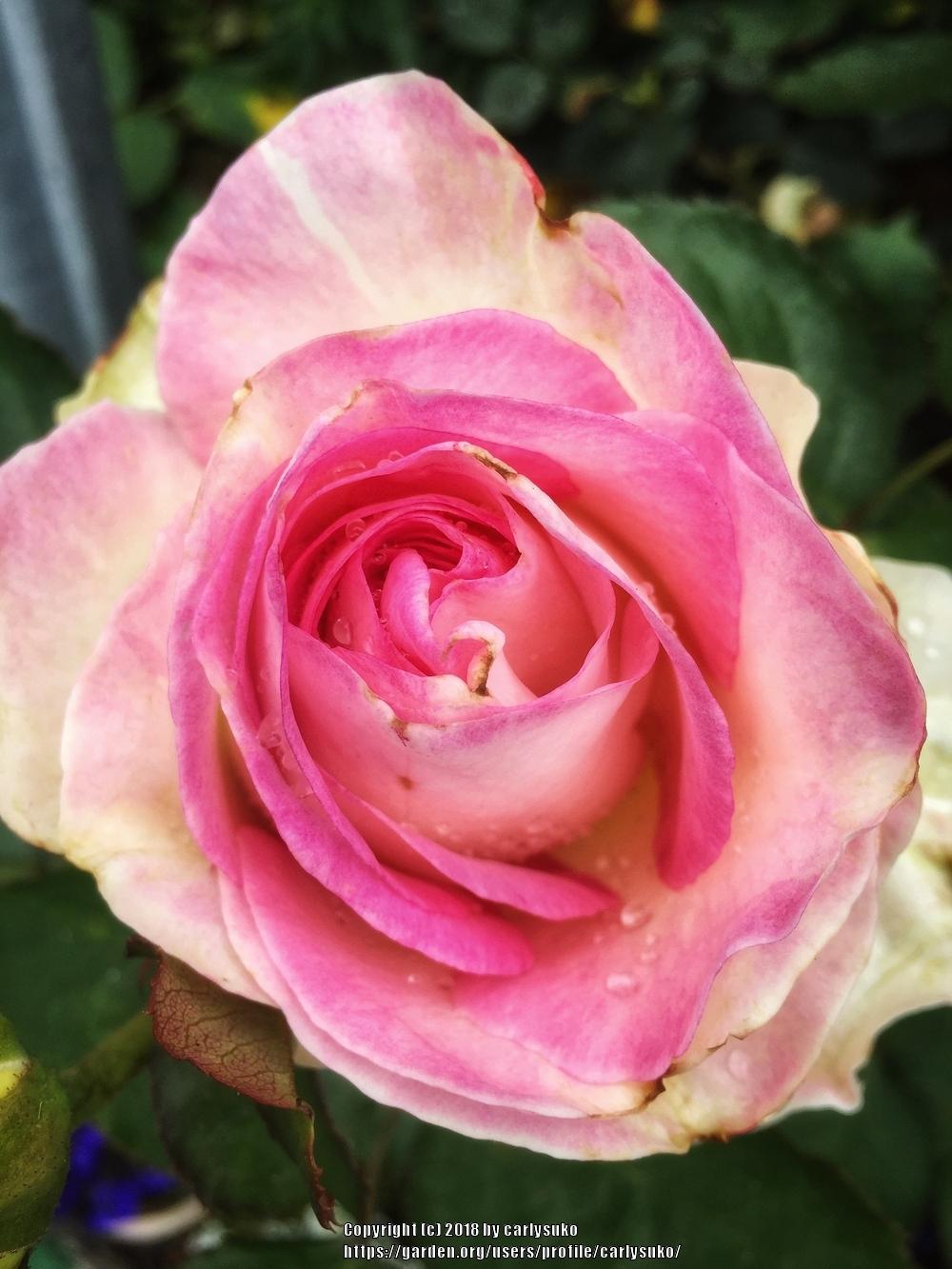 Photo of Rose (Rosa 'Pierre de Ronsard') uploaded by carlysuko