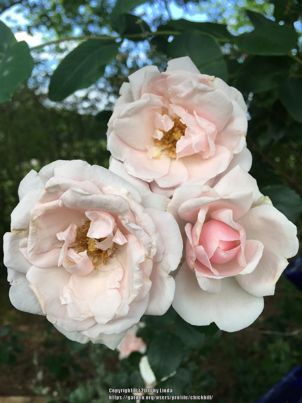 Photo of Rose (Rosa 'New Dawn') uploaded by chickhill