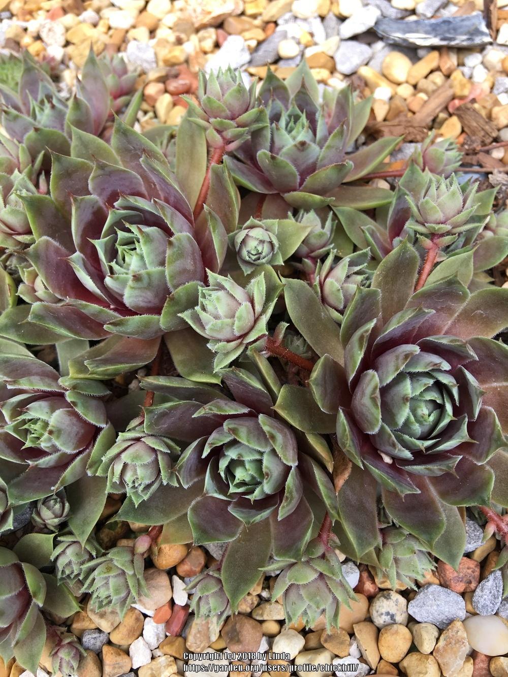 Photo of Hen and Chicks (Sempervivum 'Woolcott's Variety') uploaded by chickhill