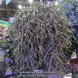 Location: 2018 Philadelphia Flower Show
Date: 2018-03-08
Enormous hanging specimen! If I guess its size at 6 feet tall and