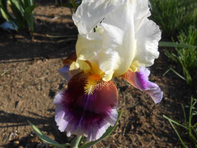 Photo of Tall Bearded Iris (Iris 'Striped Red Neglecta') uploaded by crowrita1