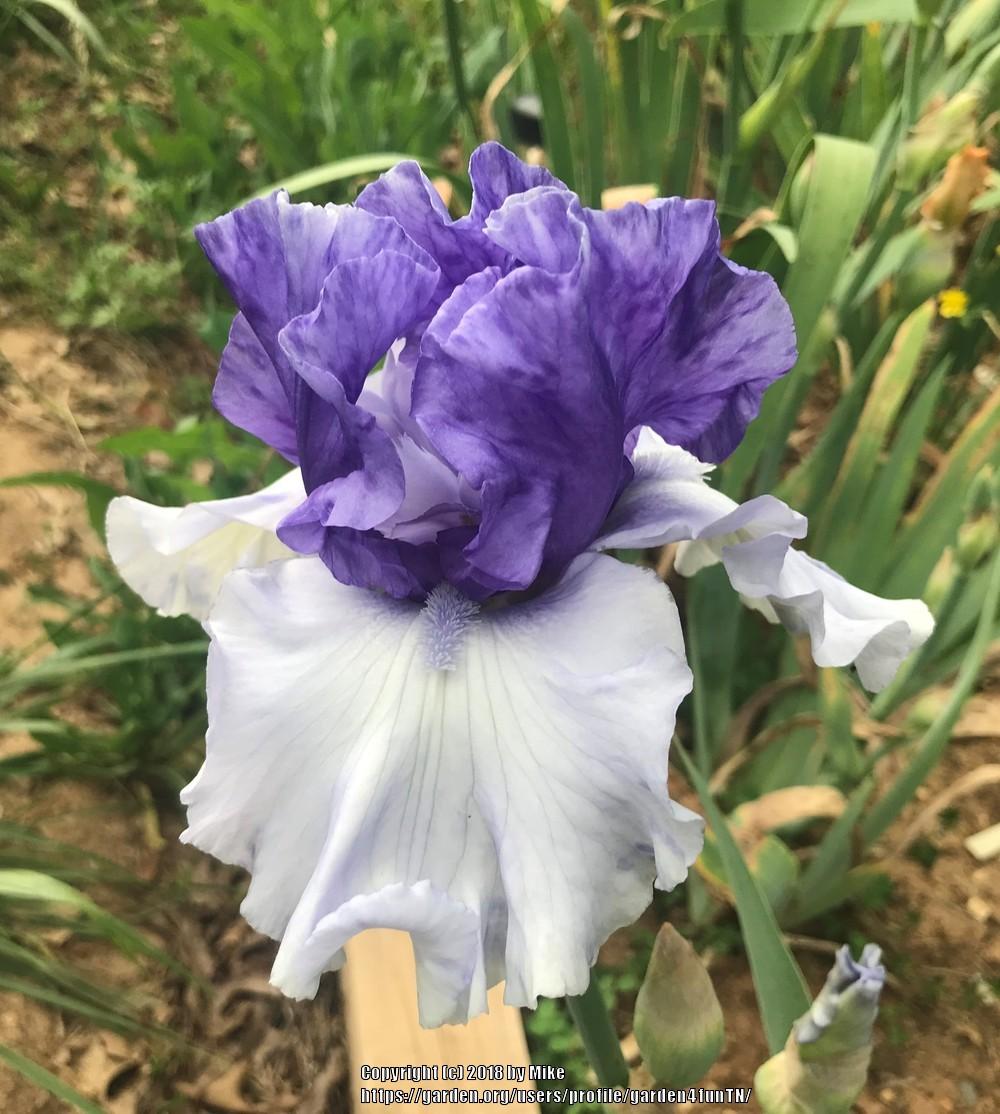 Photo of Tall Bearded Iris (Iris 'Crowned Heads') uploaded by garden4funTN