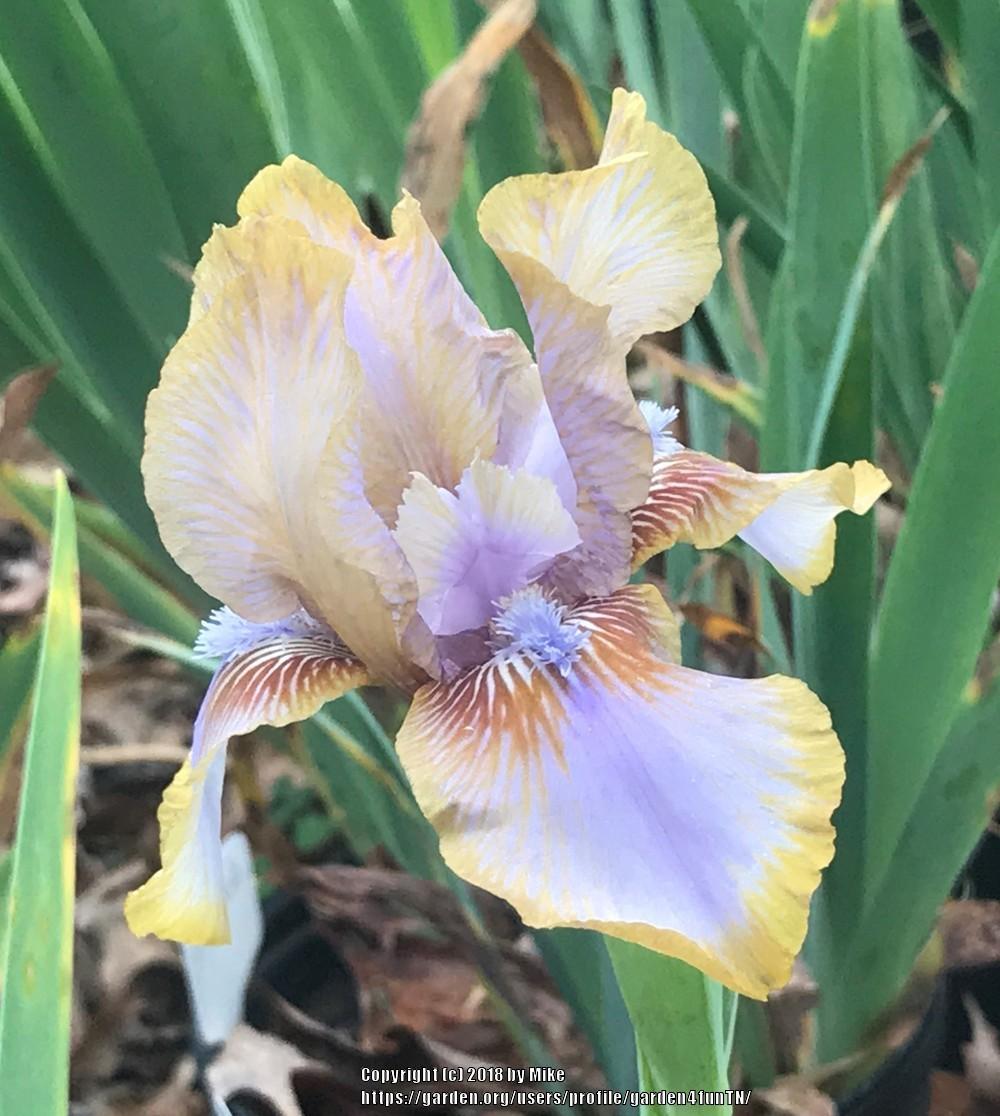 Photo of Arilbred Iris (Iris 'Childsong') uploaded by garden4funTN