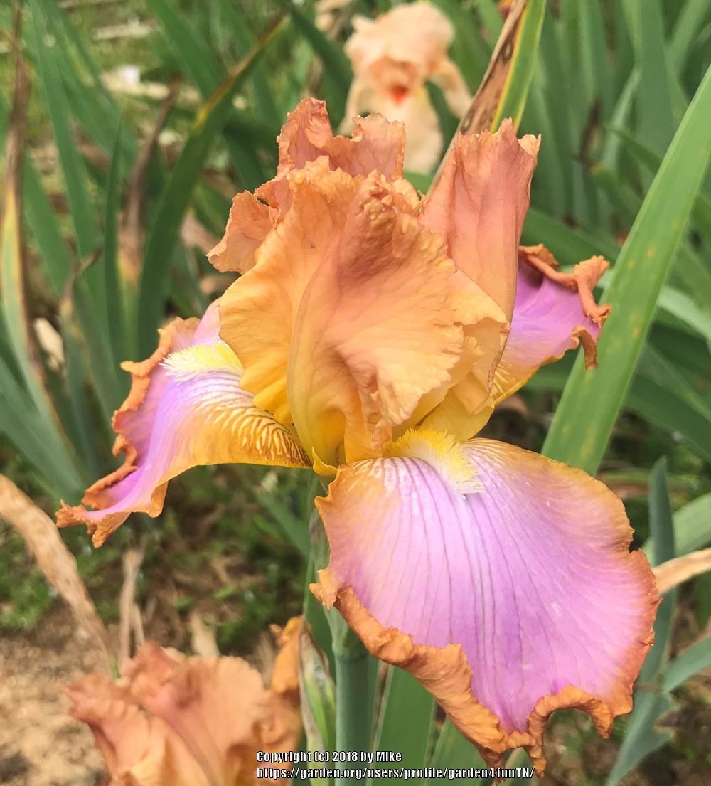Photo of Tall Bearded Iris (Iris 'Afternoon Delight') uploaded by garden4funTN