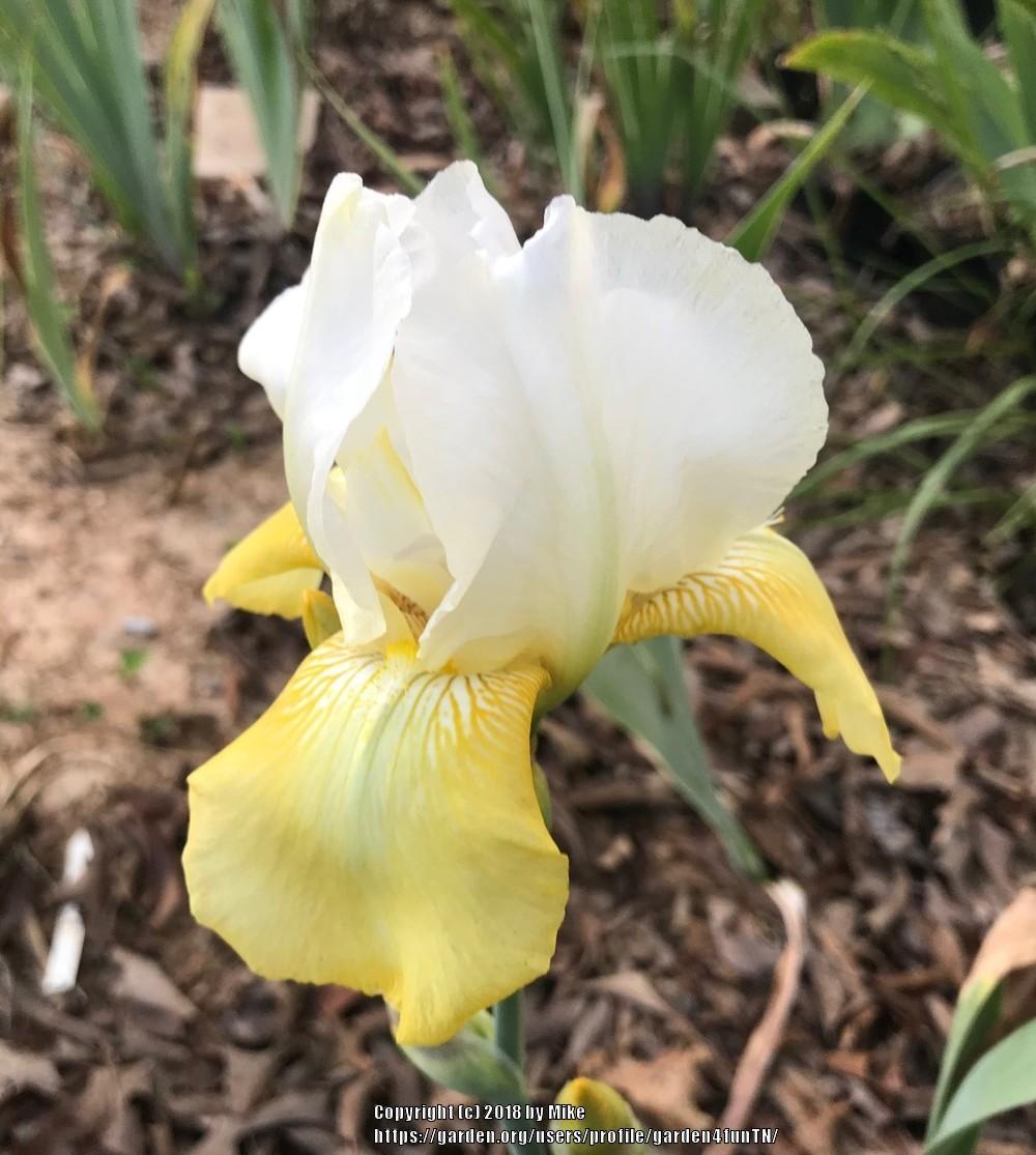 Photo of Tall Bearded Iris (Iris 'Tulip Festival') uploaded by garden4funTN
