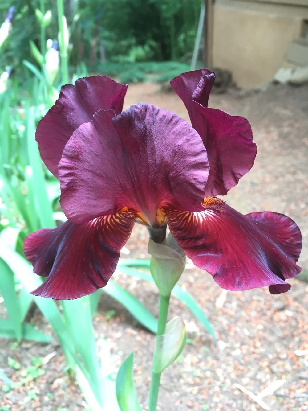 Photo of Tall Bearded Iris (Iris 'Almaden') uploaded by lharvey16