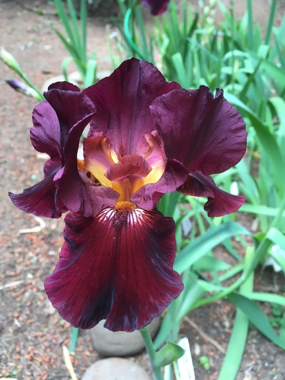 Photo of Tall Bearded Iris (Iris 'Almaden') uploaded by lharvey16