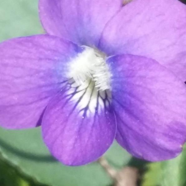 Photo of Common Blue Violet (Viola sororia) uploaded by oranges