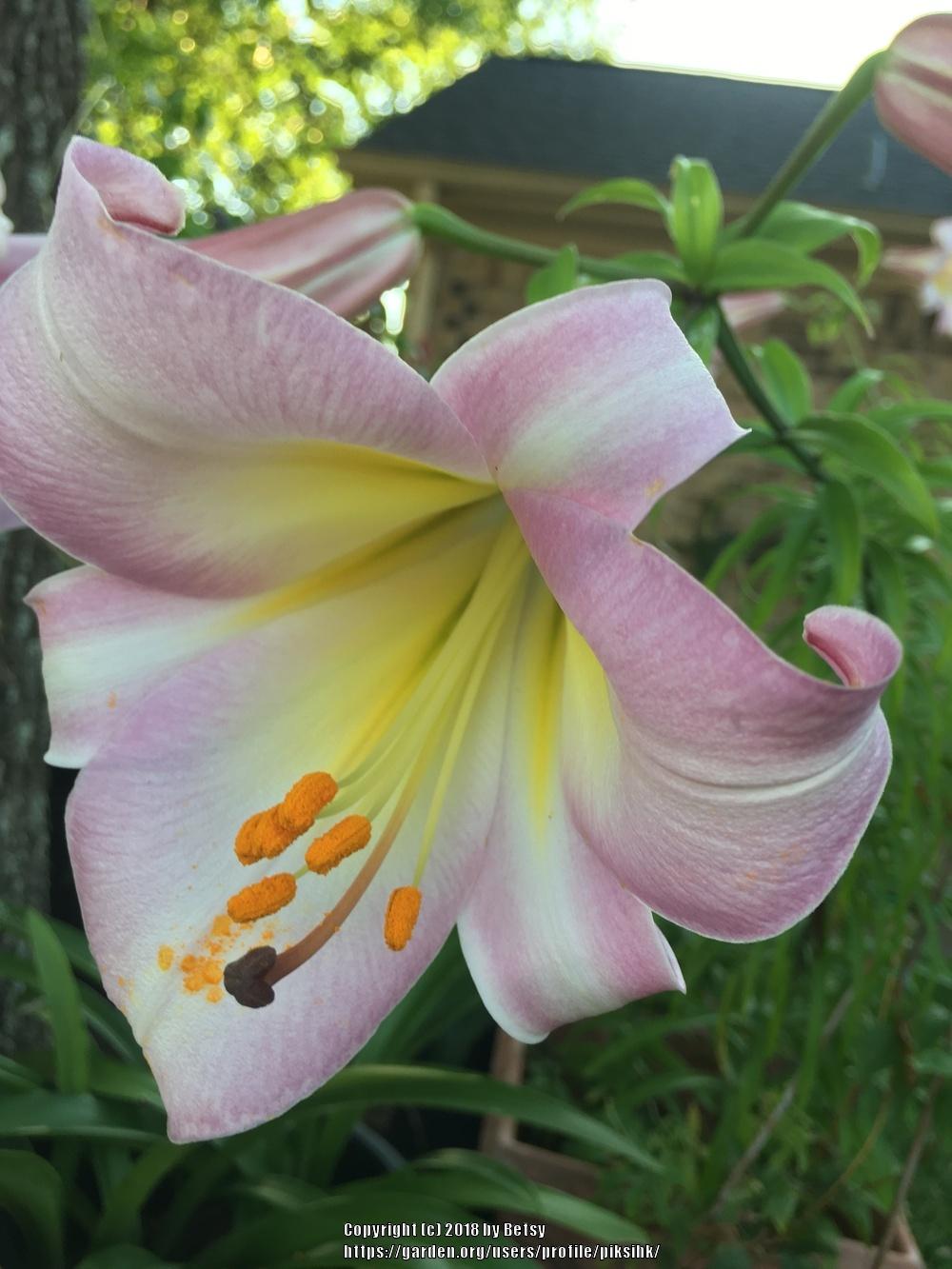 Photo of Lily (Lilium Pink Perfection) uploaded by piksihk