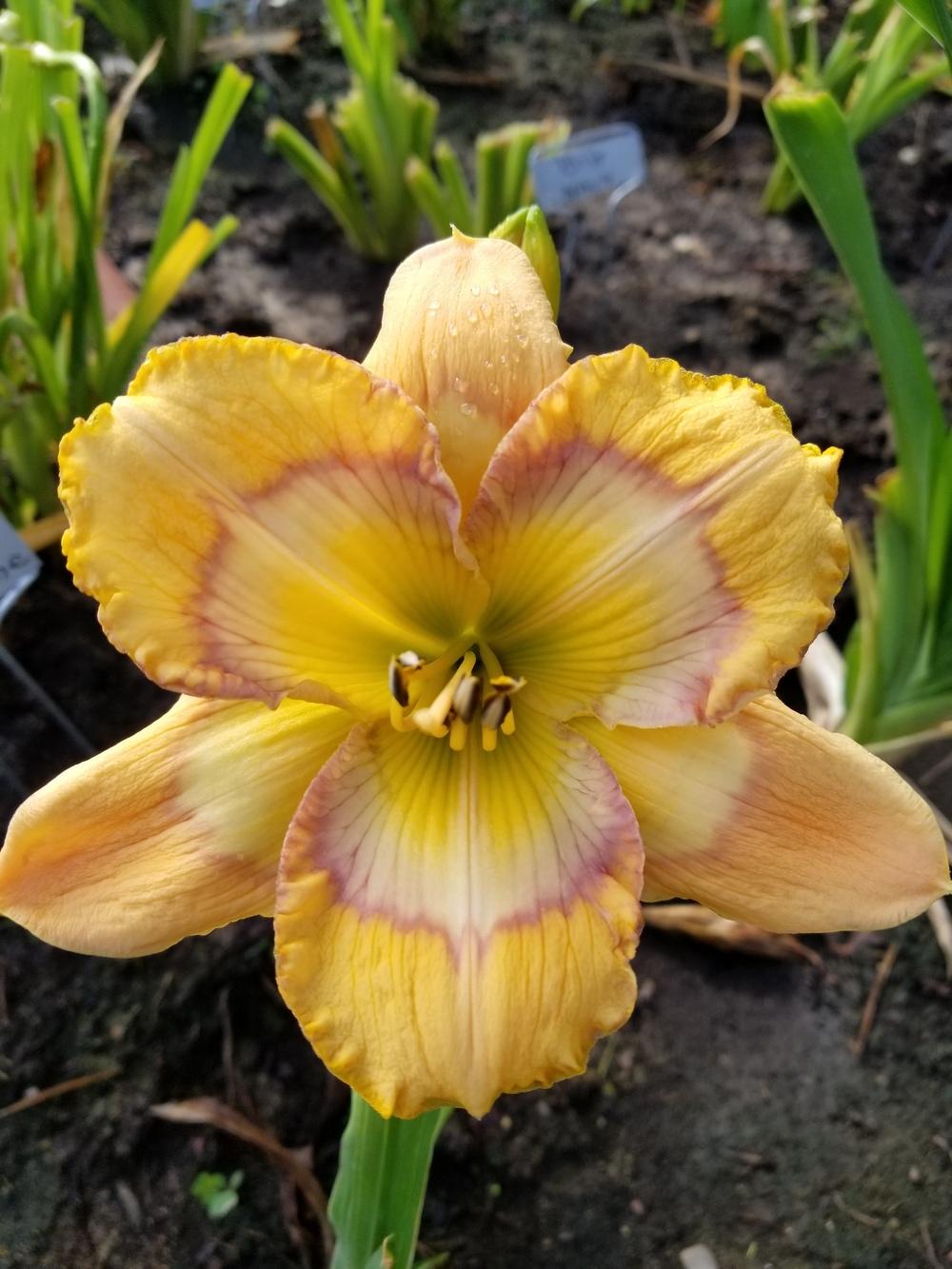 Photo of Daylily (Hemerocallis 'Sunflower Blues') uploaded by Ginnyeickholdt