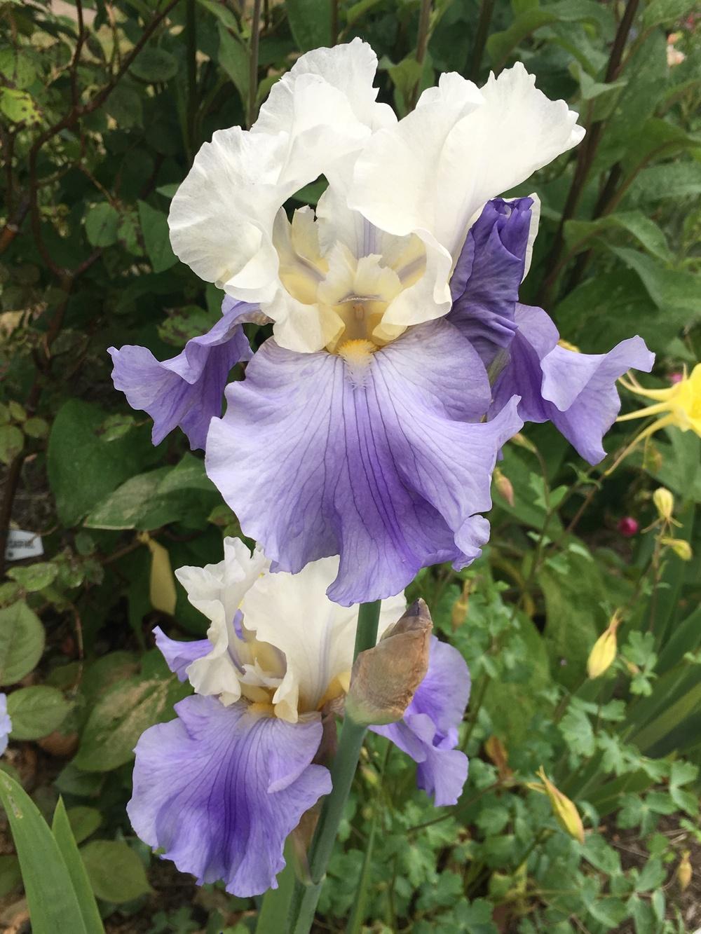 Photo of Tall Bearded Iris (Iris 'Stairway to Heaven') uploaded by Rebekah
