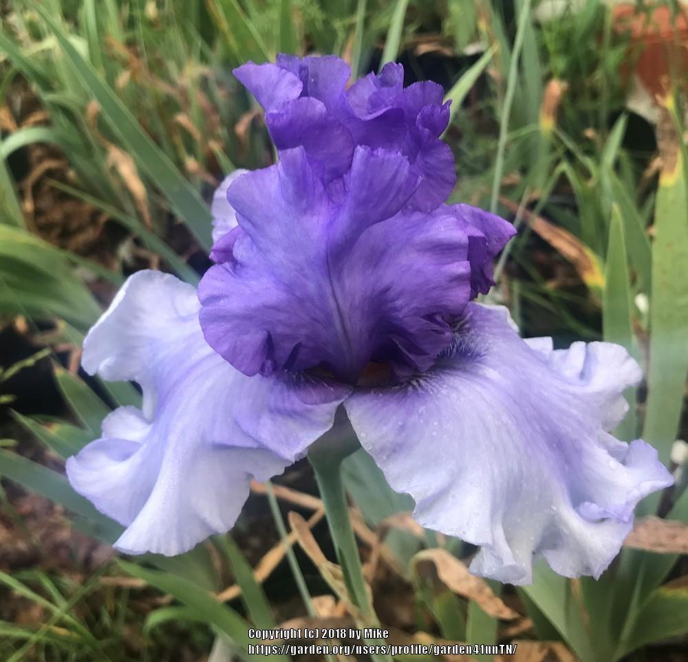 Photo of Tall Bearded Iris (Iris 'Aegean Wind') uploaded by garden4funTN