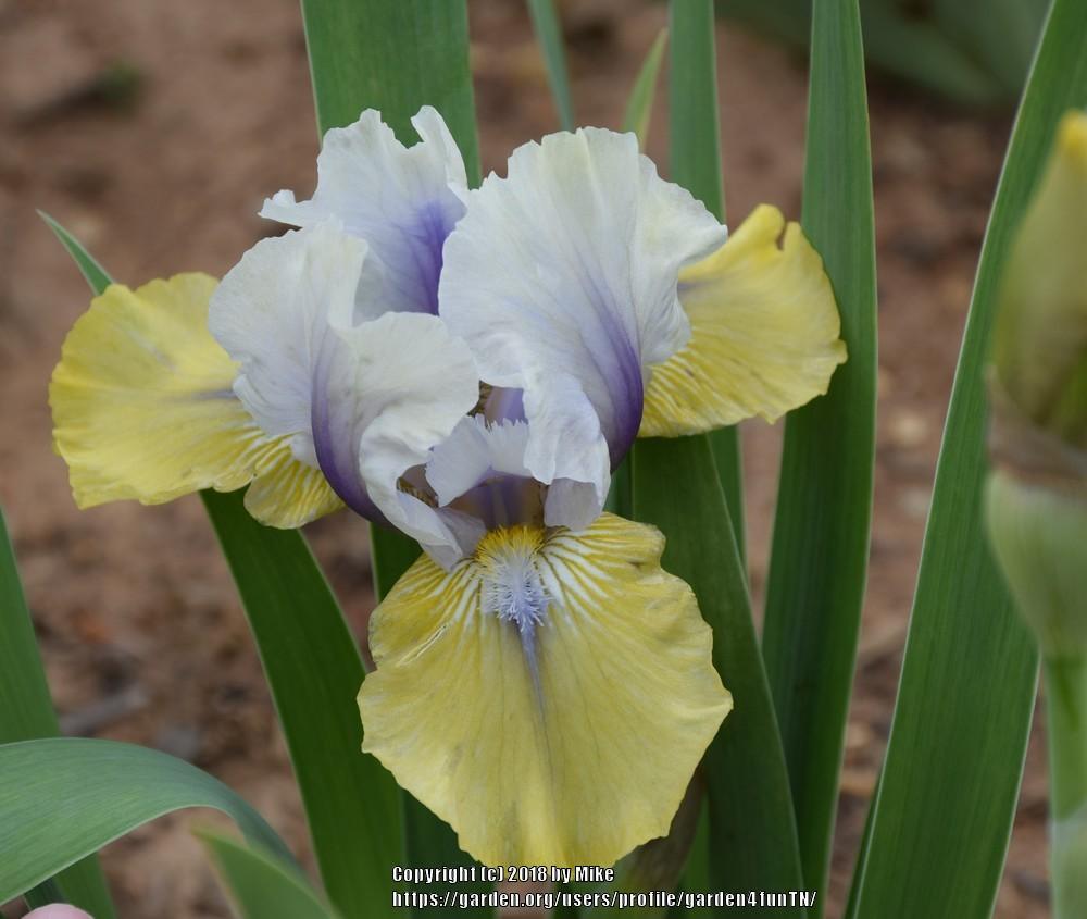 Photo of Intermediate Bearded Iris (Iris 'Double Your Fun') uploaded by garden4funTN