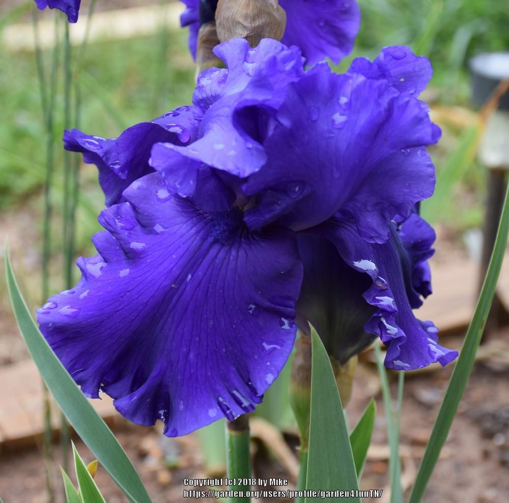 Photo of Tall Bearded Iris (Iris 'Devil's Lake') uploaded by garden4funTN