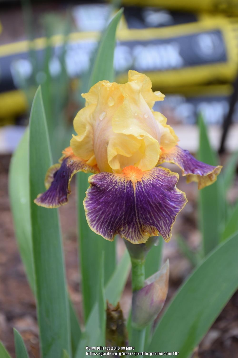 Photo of Intermediate Bearded Iris (Iris 'Delirium') uploaded by garden4funTN