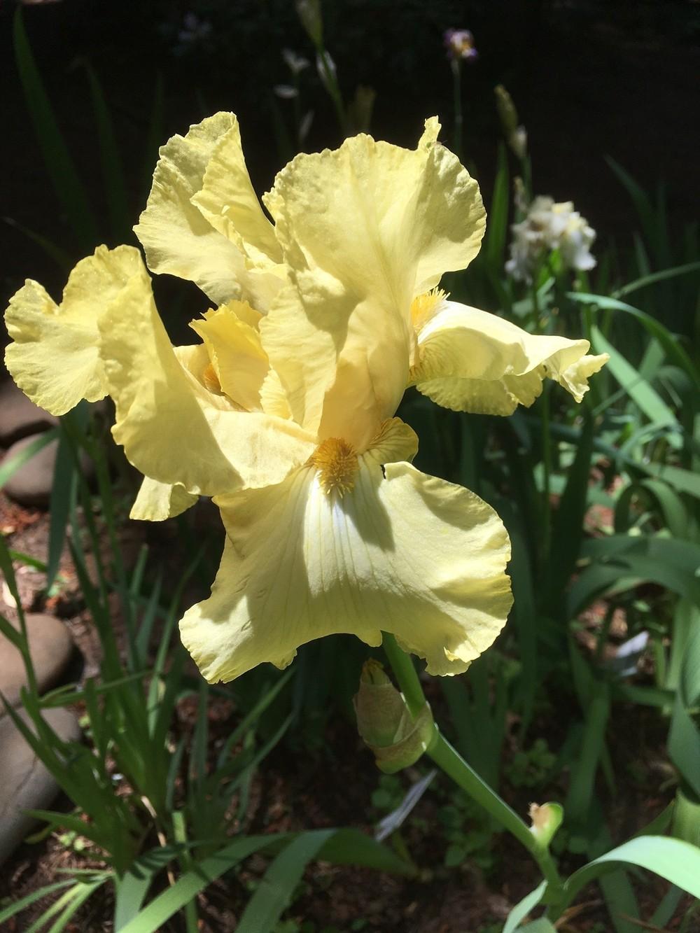Photo of Tall Bearded Iris (Iris 'Green Eyed Lady') uploaded by lharvey16