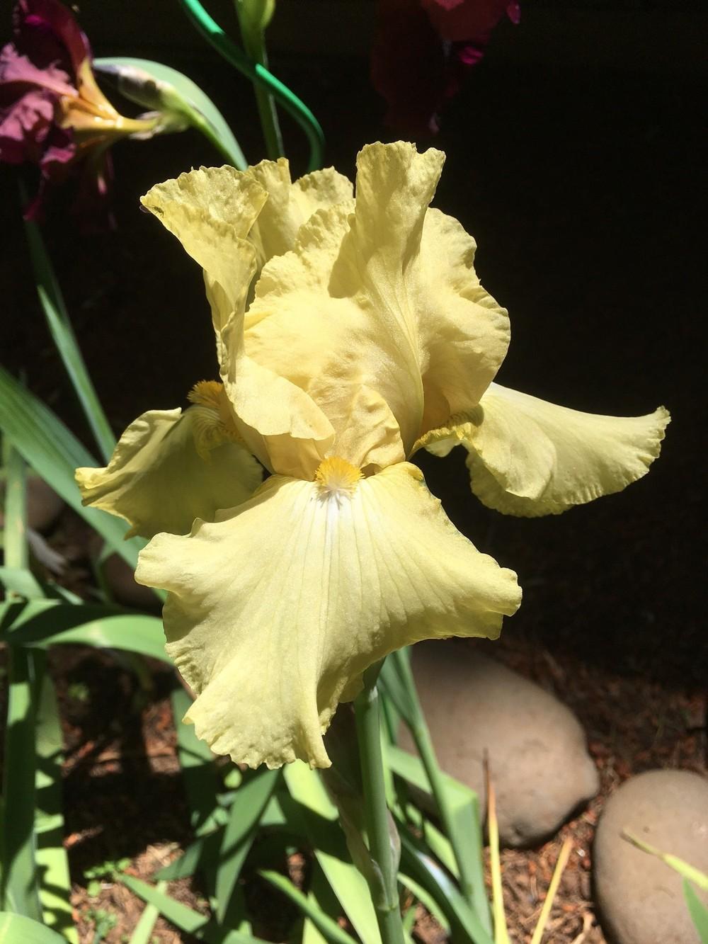 Photo of Tall Bearded Iris (Iris 'Green Eyed Lady') uploaded by lharvey16