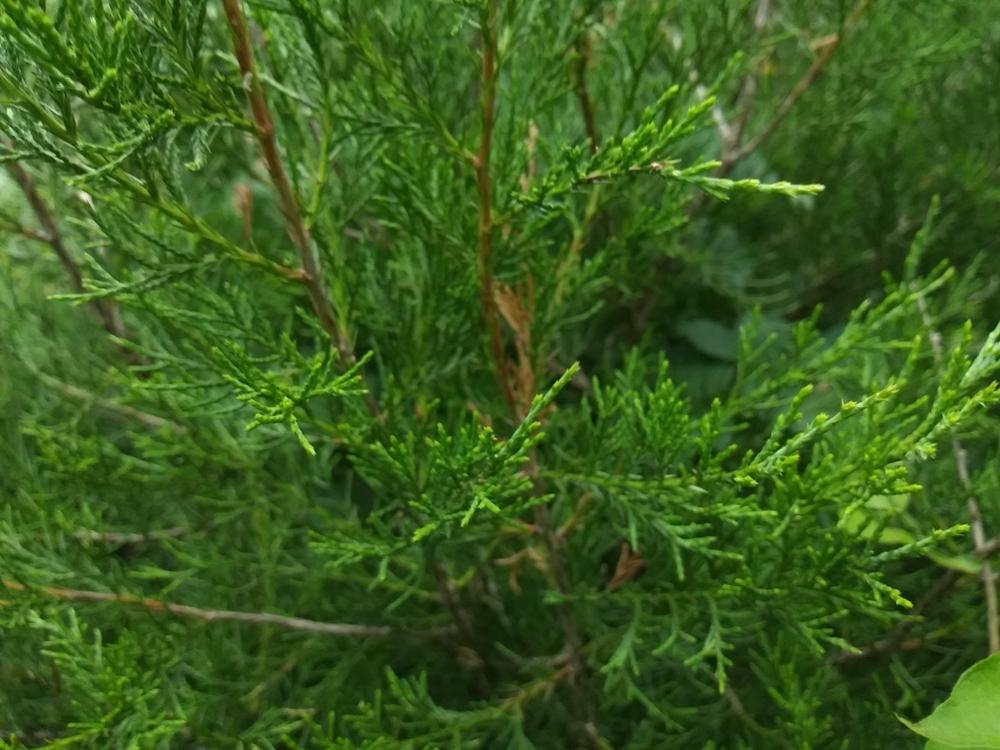 Photo of Eastern Red Cedar (Juniperus virginiana) uploaded by m33jones2