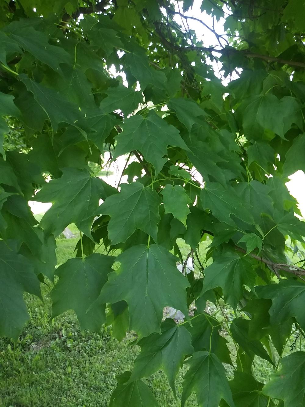 Photo of Sugar Maple (Acer saccharum) uploaded by m33jones2