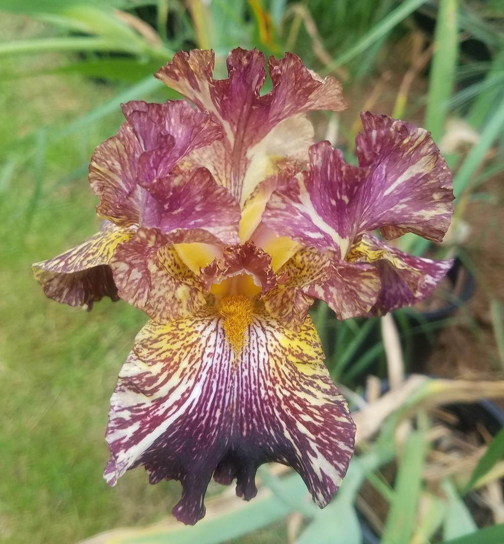 Photo of Tall Bearded Iris (Iris 'Bewilderbeast') uploaded by mesospunky