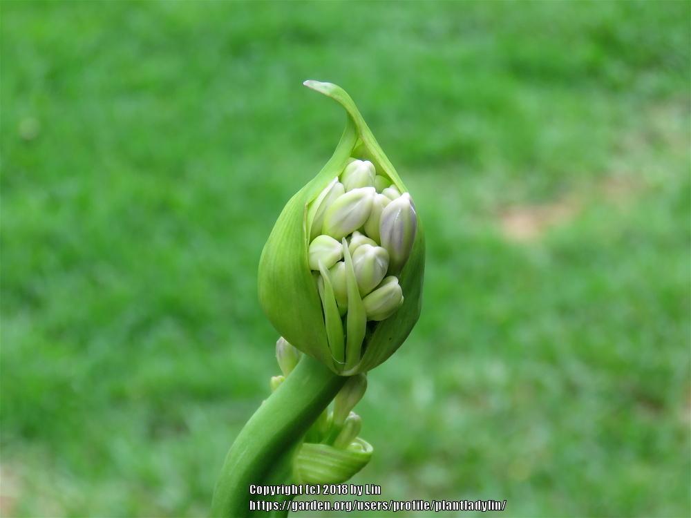 Photo of Lily of the Nile (Agapanthus) uploaded by plantladylin
