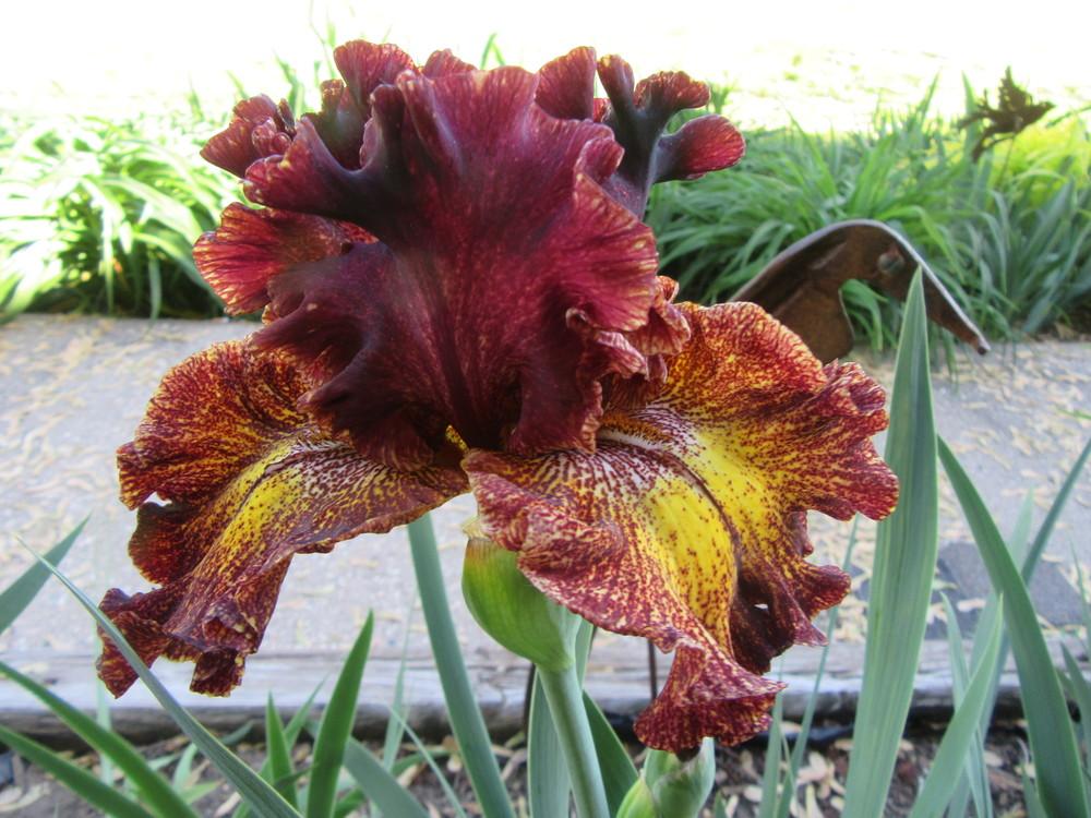 Photo of Tall Bearded Iris (Iris 'Fire Danger') uploaded by tveguy3
