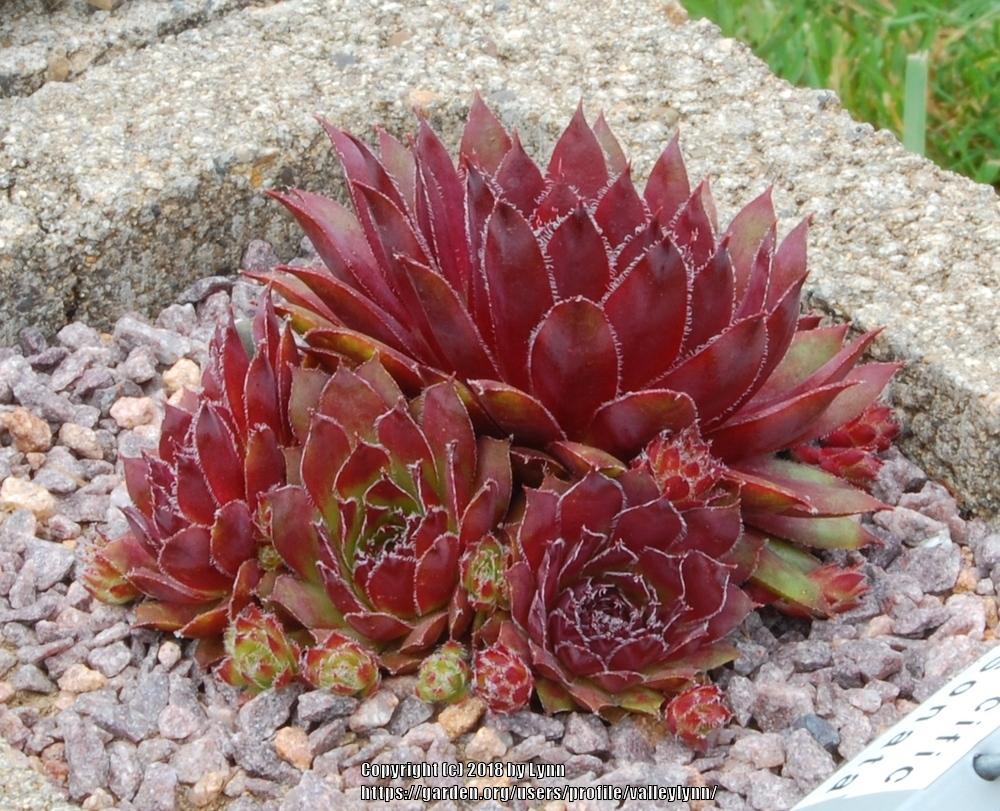 Photo of Hens and Chicks (Sempervivum 'Pacific Sonata') uploaded by valleylynn