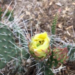 Location: South Jordan, Utah, United States
Date: 2018-05-27
Flower starting to open.