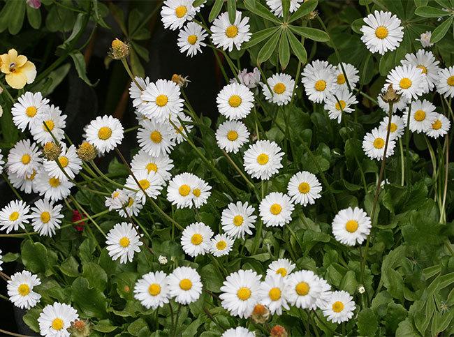 Photo of English Daisy (Bellis perennis) uploaded by Calif_Sue