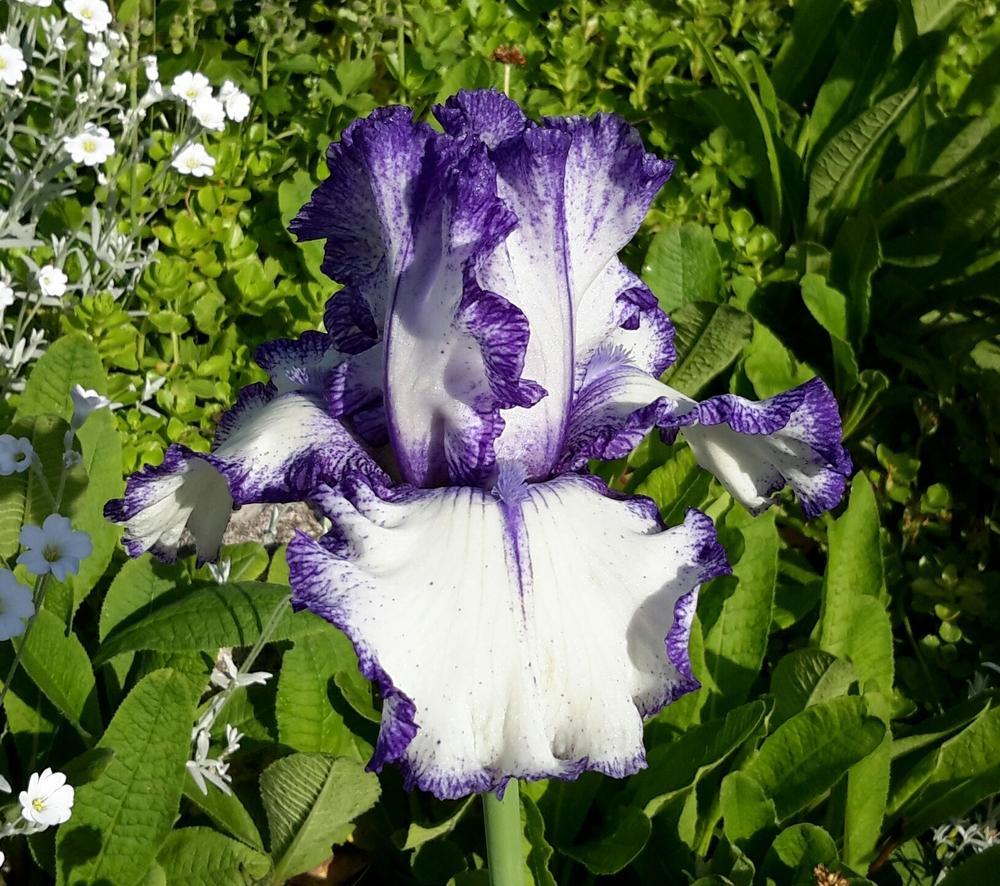Photo of Tall Bearded Iris (Iris 'Ink Patterns') uploaded by Hajue