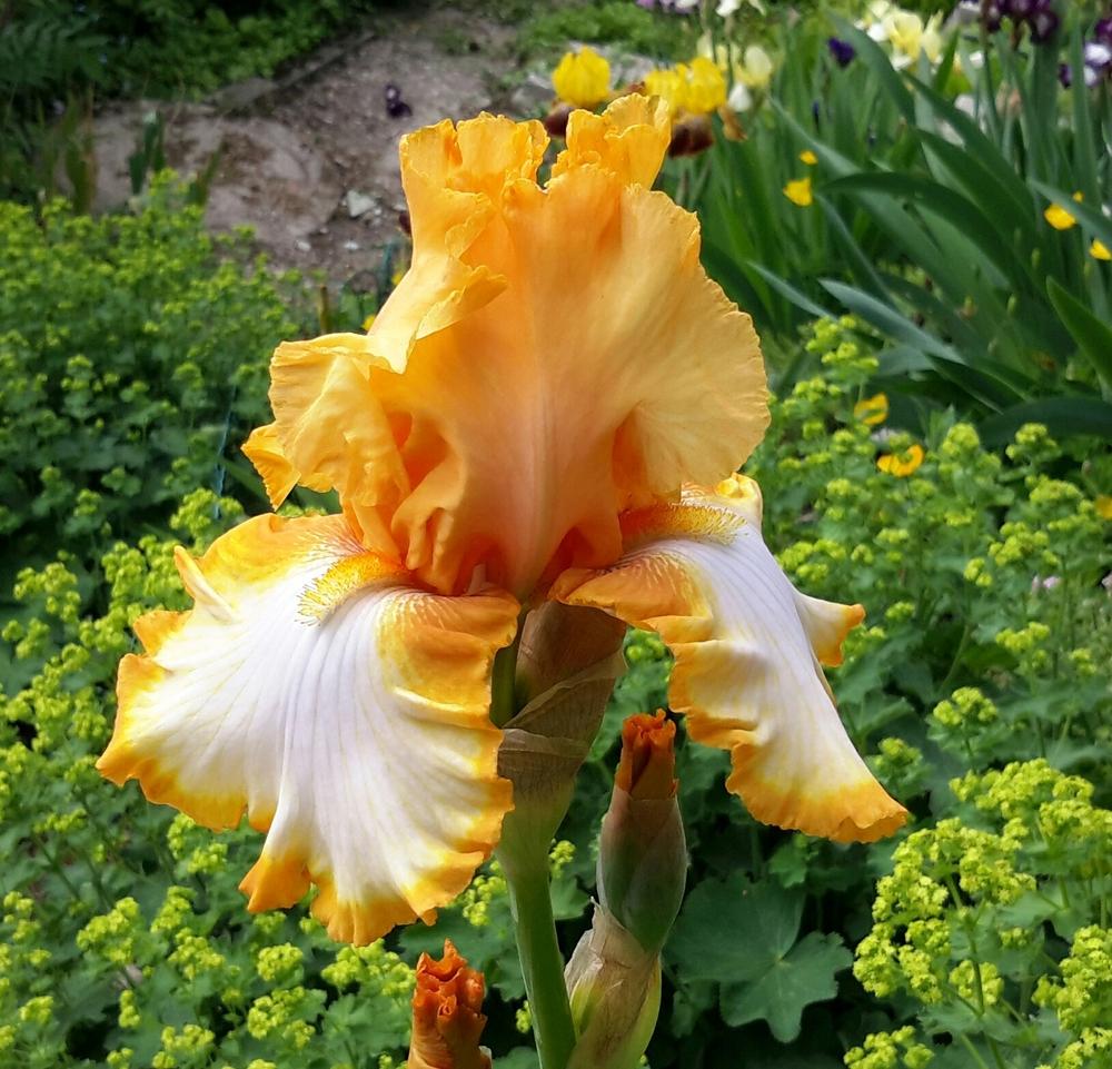 Photo of Tall Bearded Iris (Iris 'Return Address') uploaded by Hajue