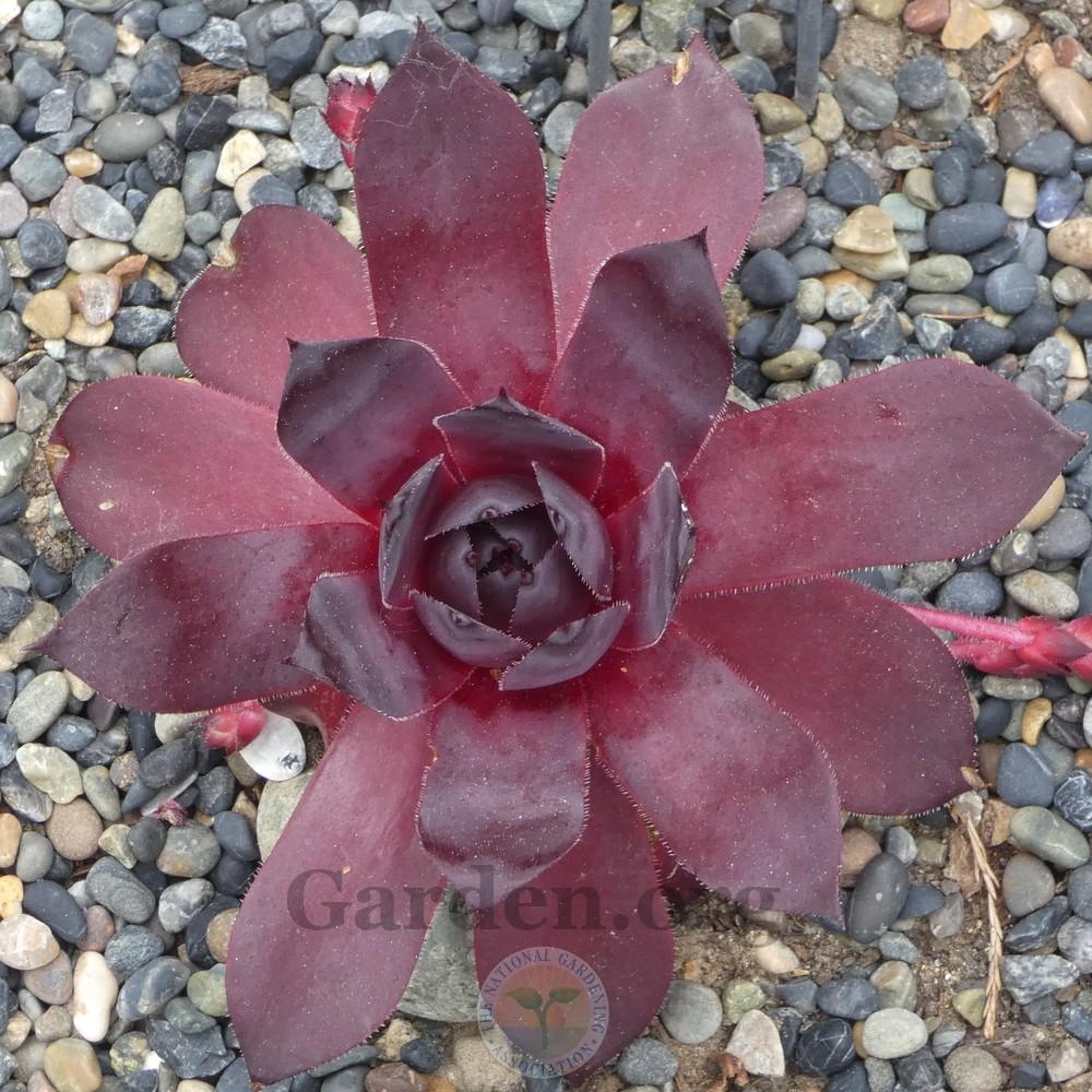 Photo of Hen and Chicks (Sempervivum 'Leopold') uploaded by Patty