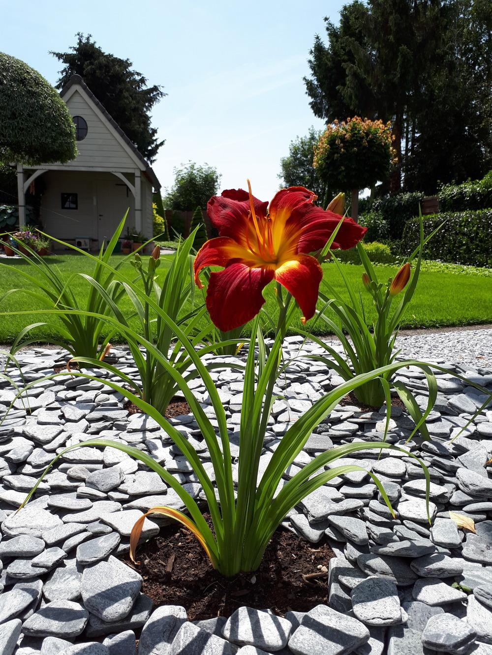 Photo of Daylily (Hemerocallis 'All American Chief') uploaded by Ronny07