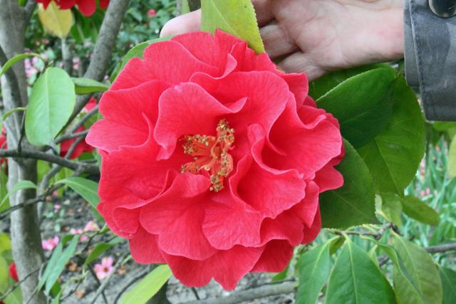 Photo of Hybrid Camellia (Camellia 'Dr. Clifford Parks') uploaded by RuuddeBlock