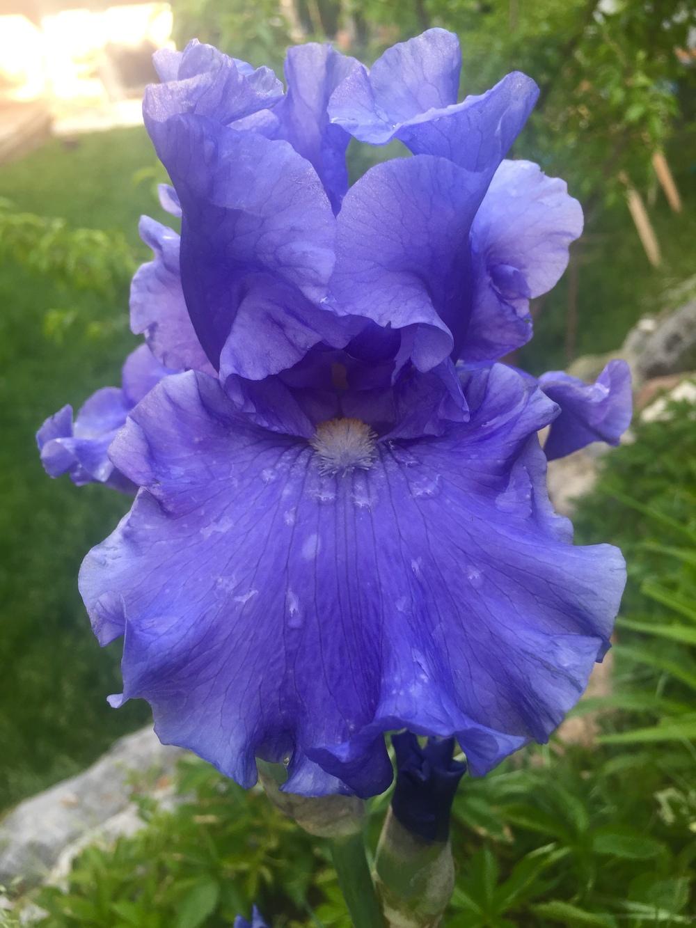 Photo of Tall Bearded Iris (Iris 'Baltic Sea') uploaded by SpringGreenThumb