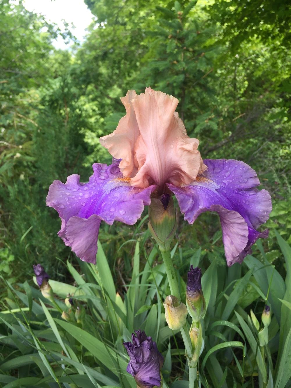 Photo of Tall Bearded Iris (Iris 'Poem of Ecstasy') uploaded by SpringGreenThumb