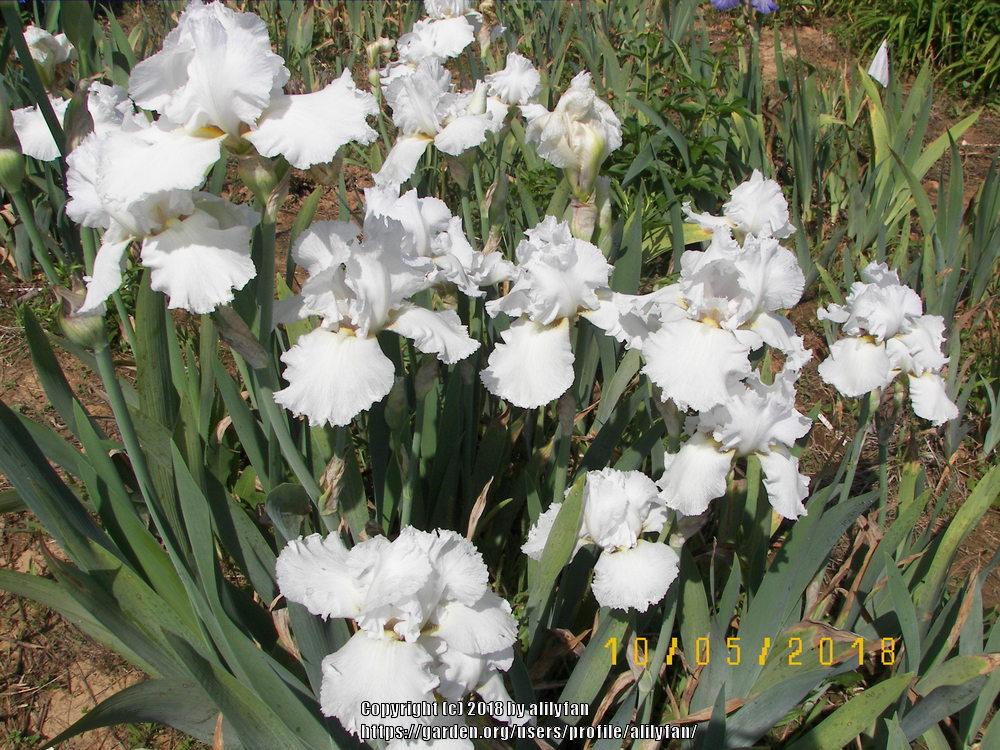Photo of Tall Bearded Iris (Iris 'Lacy Snowflake') uploaded by alilyfan