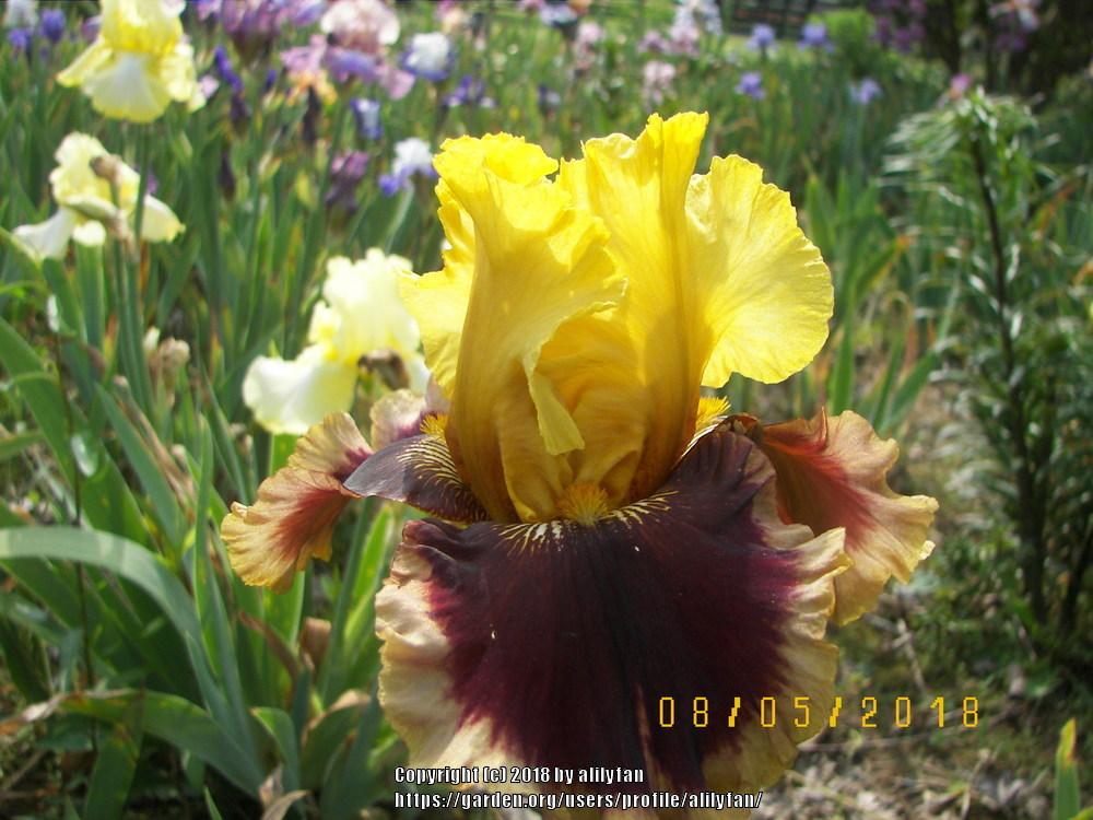 Photo of Tall Bearded Iris (Iris 'Mastery') uploaded by alilyfan