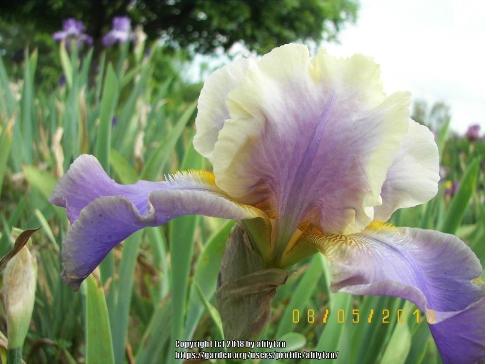 Photo of Tall Bearded Iris (Iris 'Kevin's Theme') uploaded by alilyfan