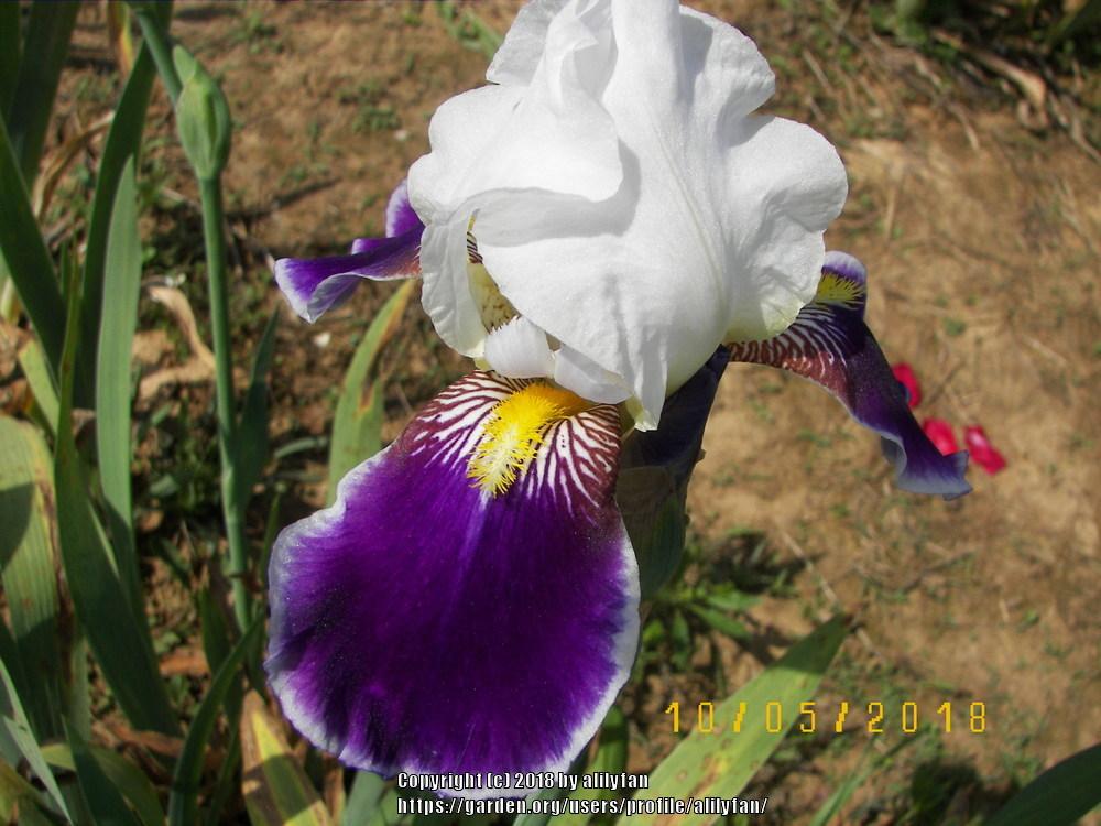 Photo of Tall Bearded Iris (Iris 'Wabash') uploaded by alilyfan