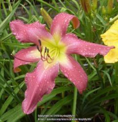Thumb of 2018-05-28/daylilly99/be9297
