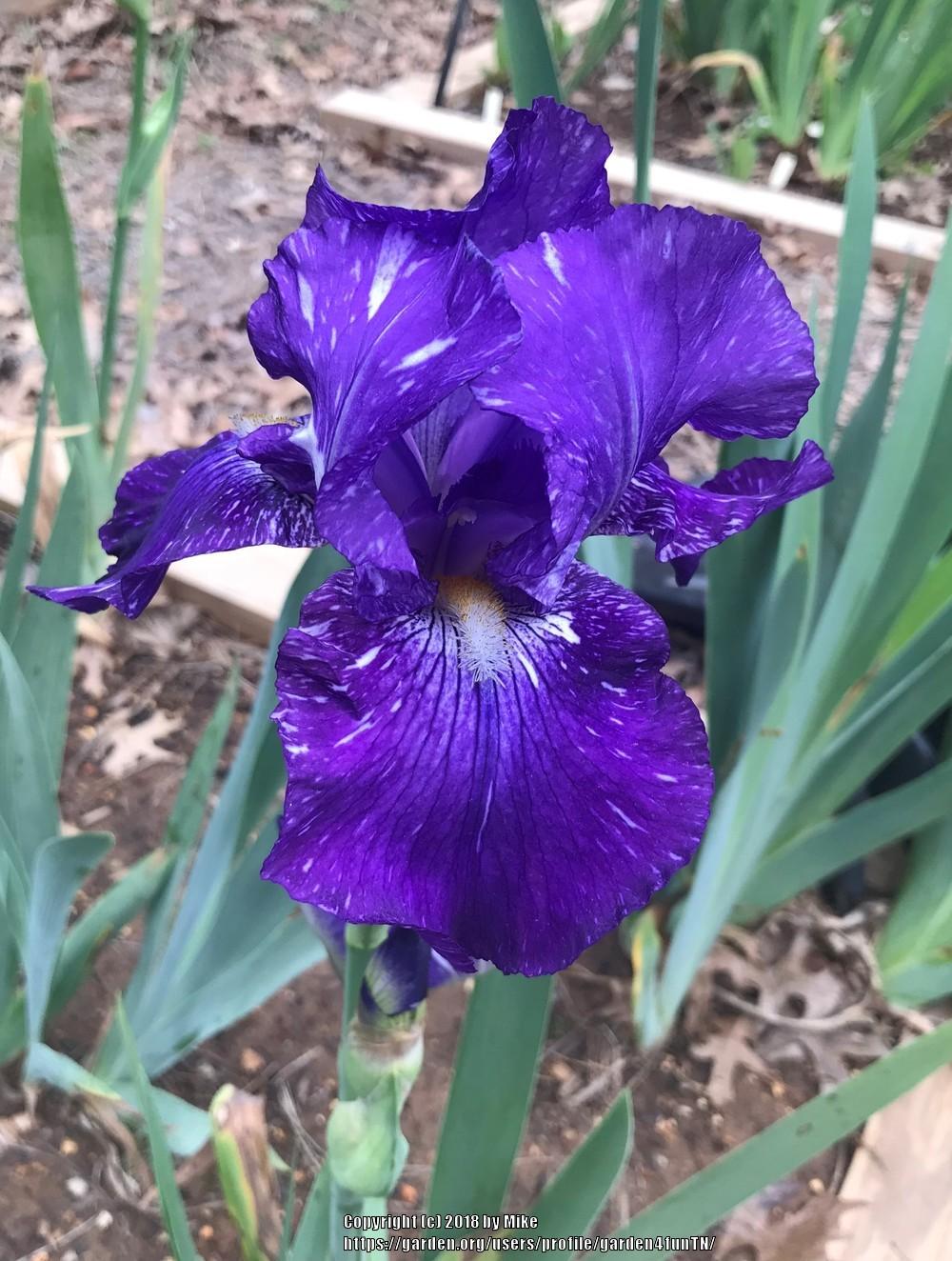 Photo of Border Bearded Iris (Iris 'Batik') uploaded by garden4funTN