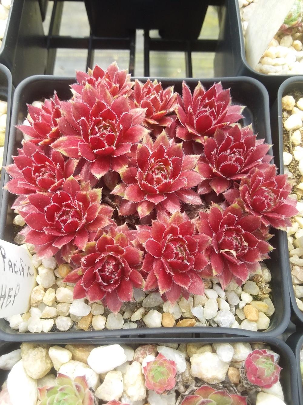 Photo of Hen and Chicks (Sempervivum 'Pacific Hep') uploaded by jkbingh
