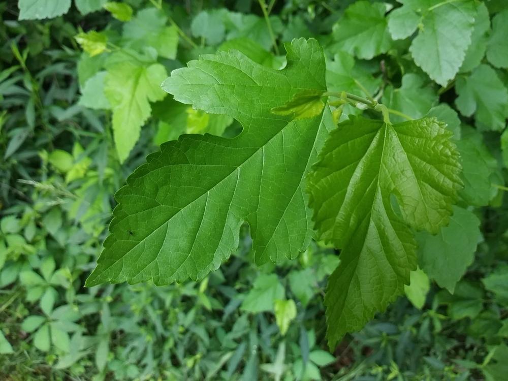 Photo of Mulberry (Morus) uploaded by m33jones2