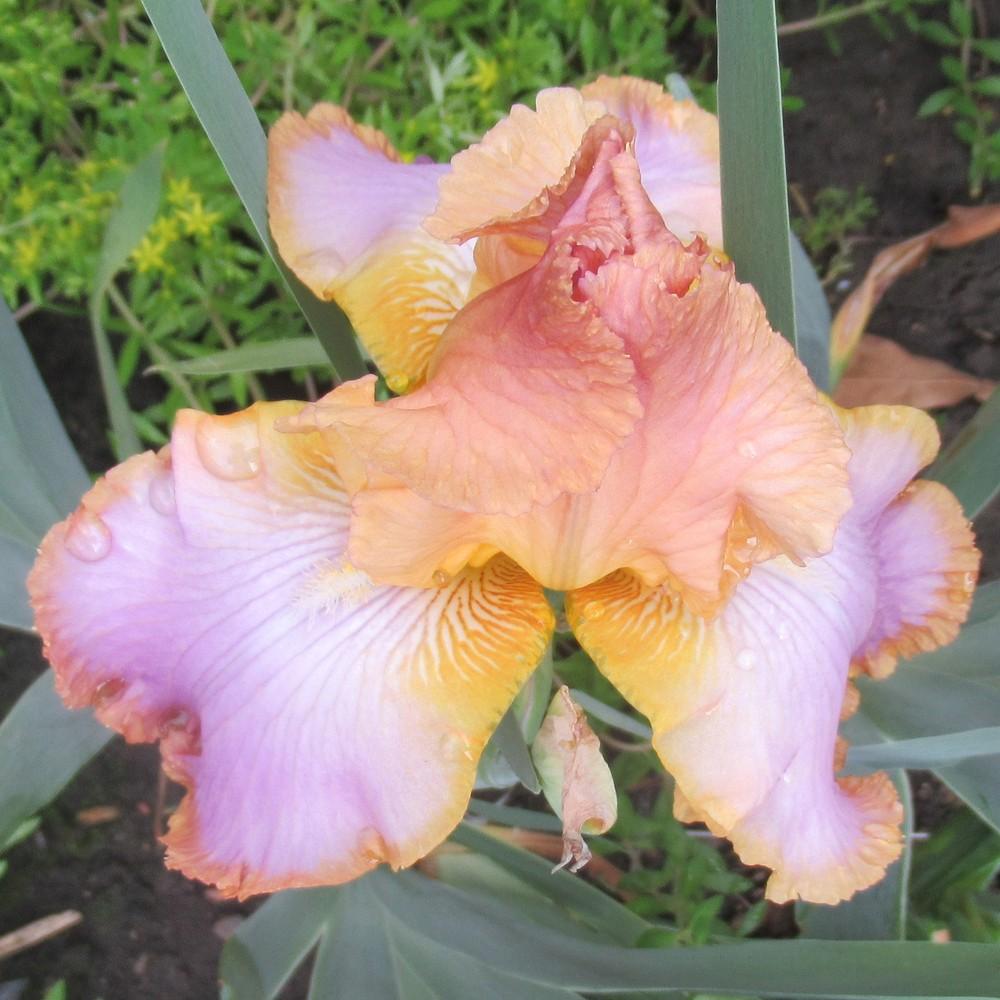 Photo of Tall Bearded Iris (Iris 'Afternoon Delight') uploaded by stilldew