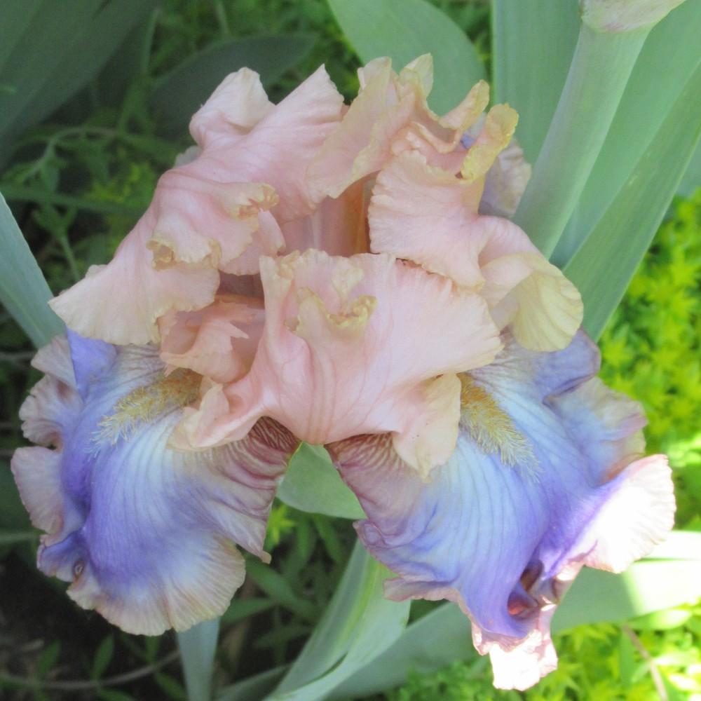 Photo of Tall Bearded Iris (Iris 'Florentine Silk') uploaded by stilldew