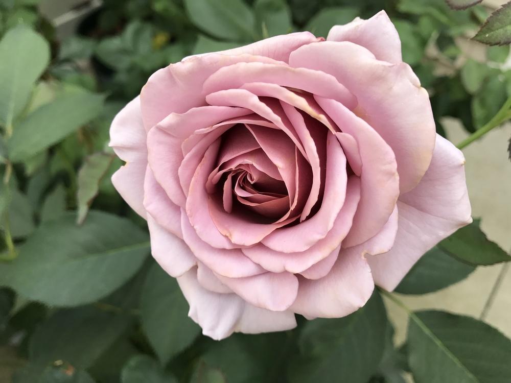 Photo of Rose (Rosa 'Koko Loko') uploaded by Eric_C
